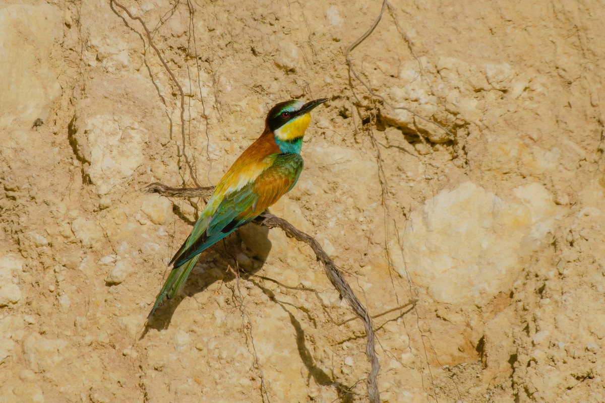European Bee-eater - ML620233482