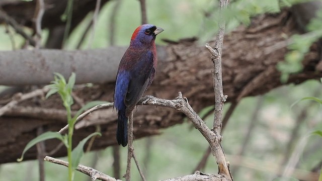 Azulillo Morado - ML620233483