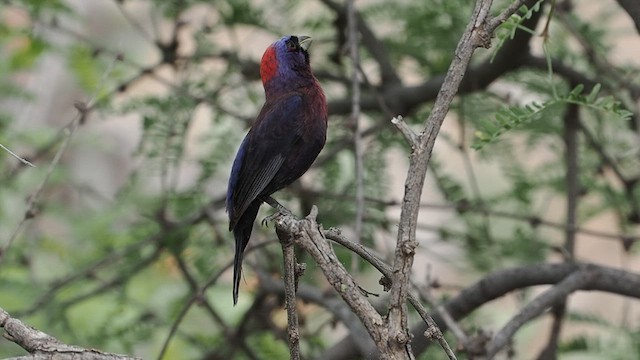 Varied Bunting - ML620233484