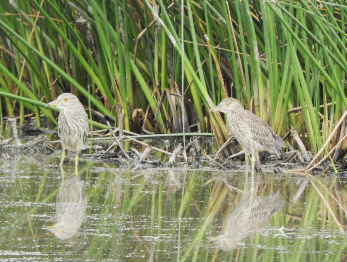 Black-crowned Night Heron - ML620233486