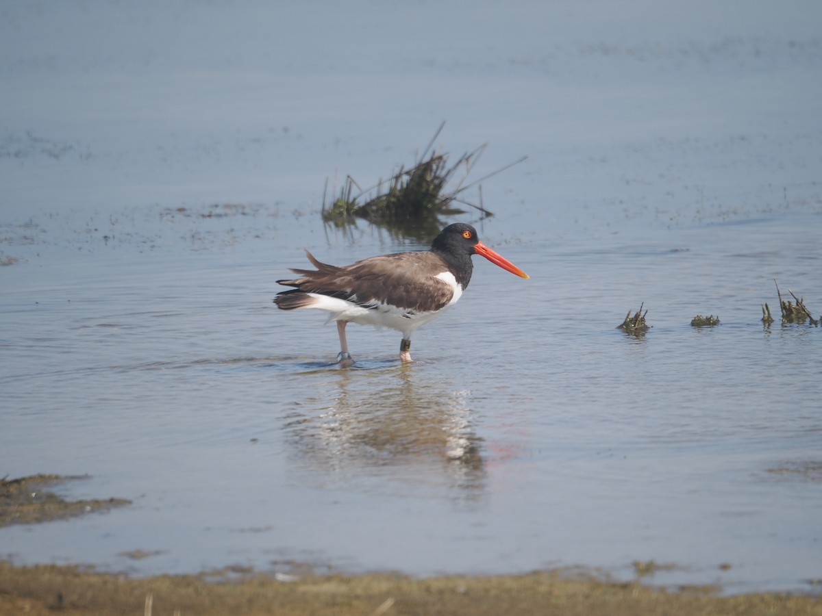 American Oystercatcher - ML620233489