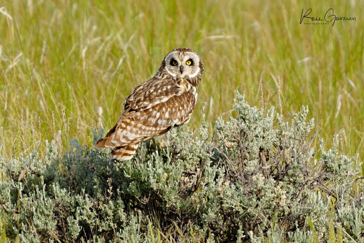 Short-eared Owl - ML620233501