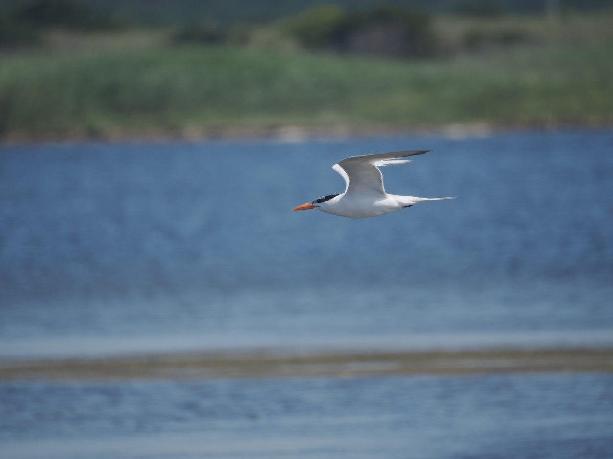 Royal Tern - ML620233511