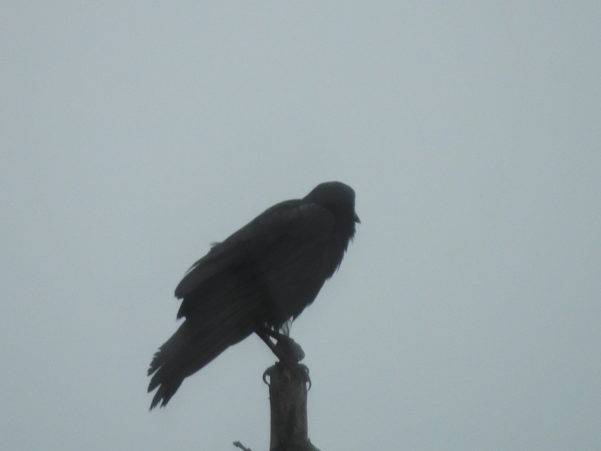 Common Raven - ML620233515