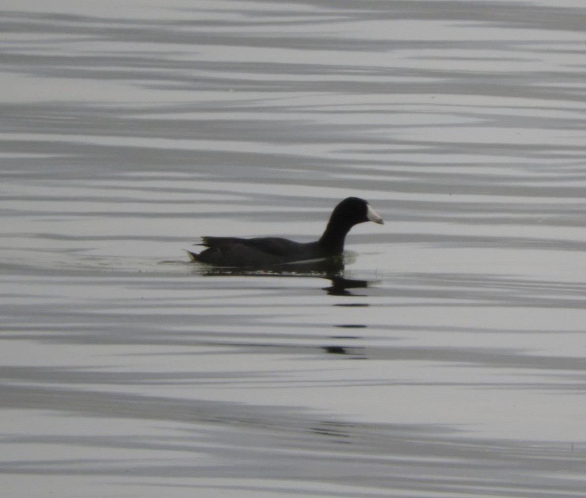 American Coot - ML620233518