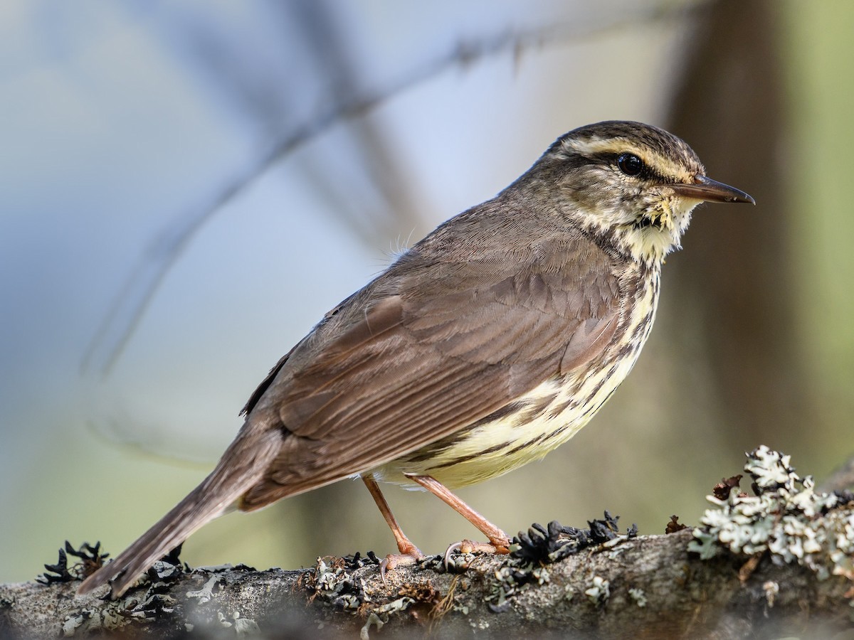 Northern Waterthrush - ML620233531