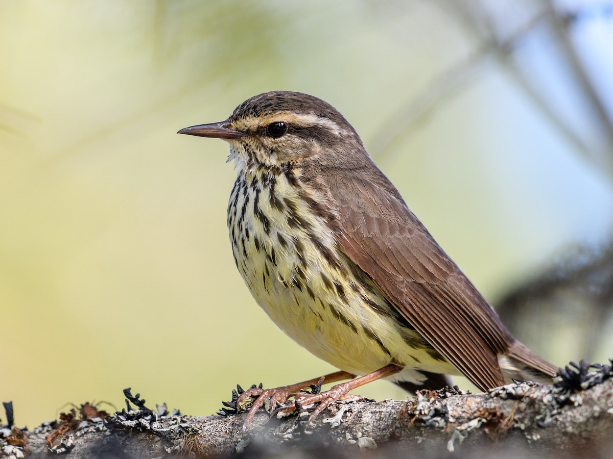 Northern Waterthrush - ML620233532