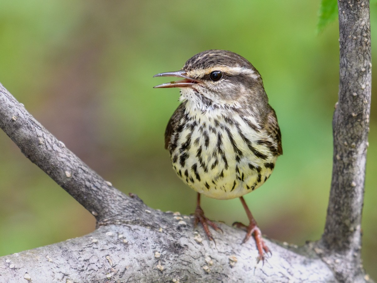 Northern Waterthrush - ML620233533