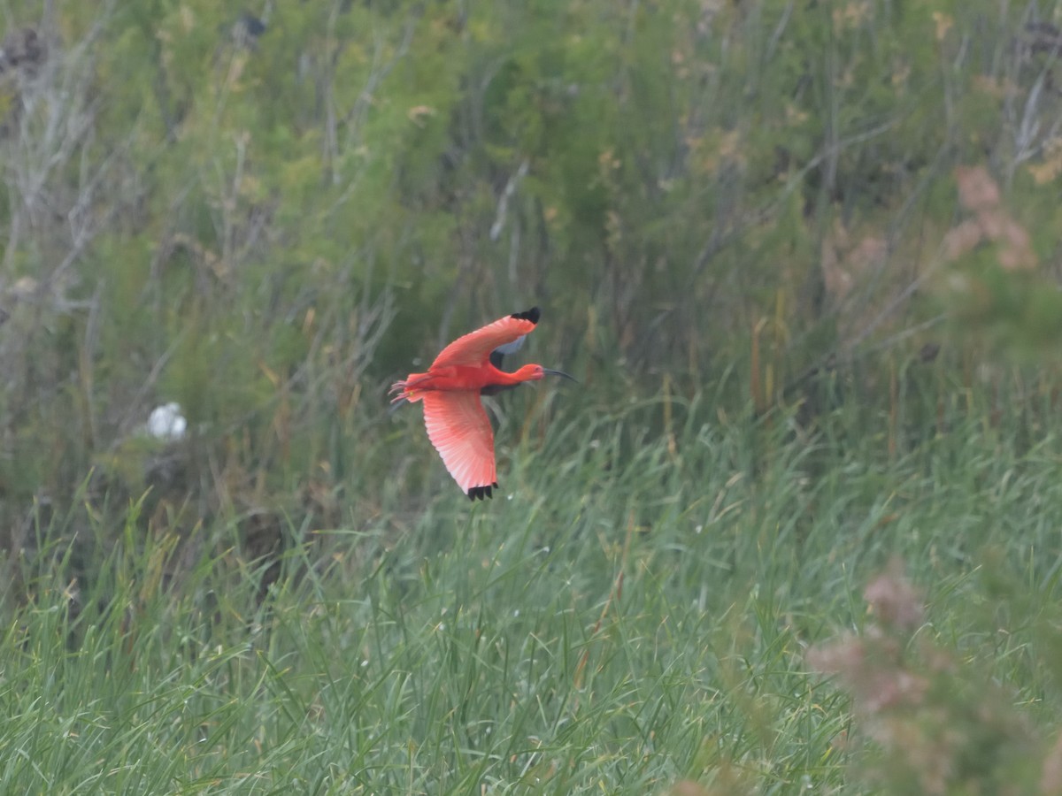 Scarlet Ibis - ML620233540