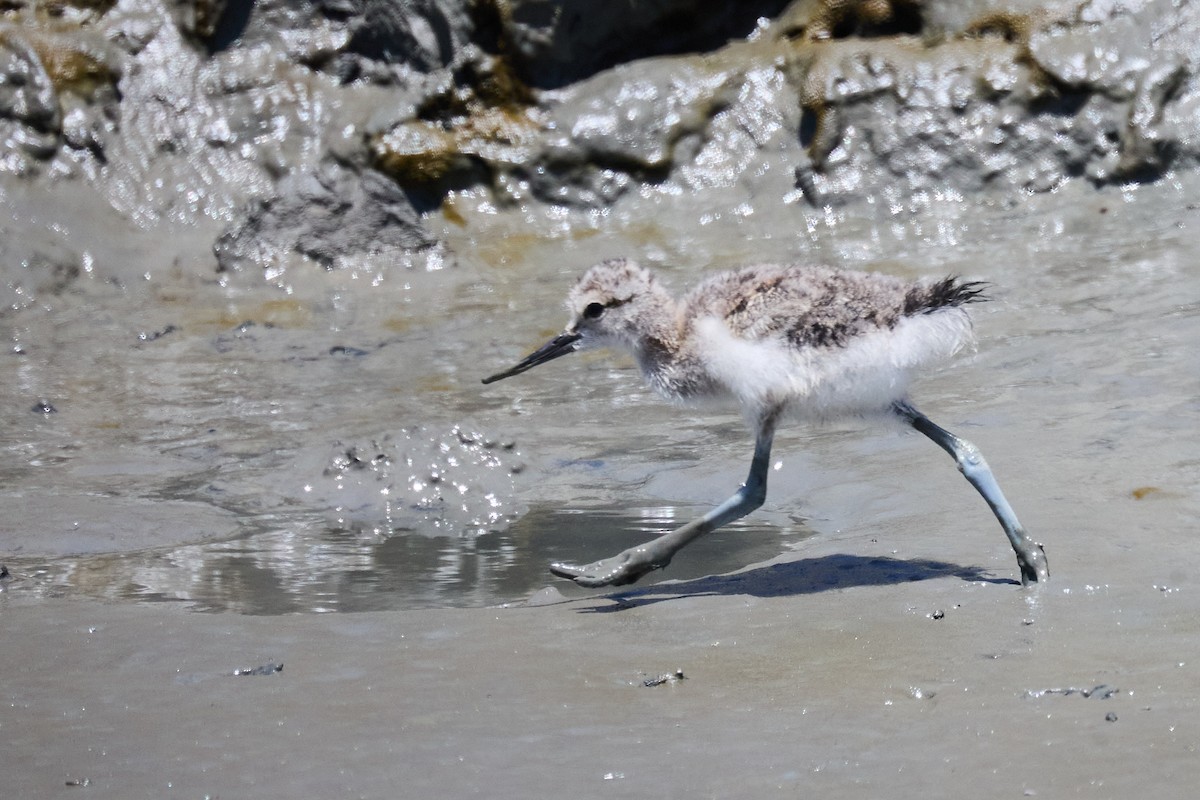 Avoceta Americana - ML620233545