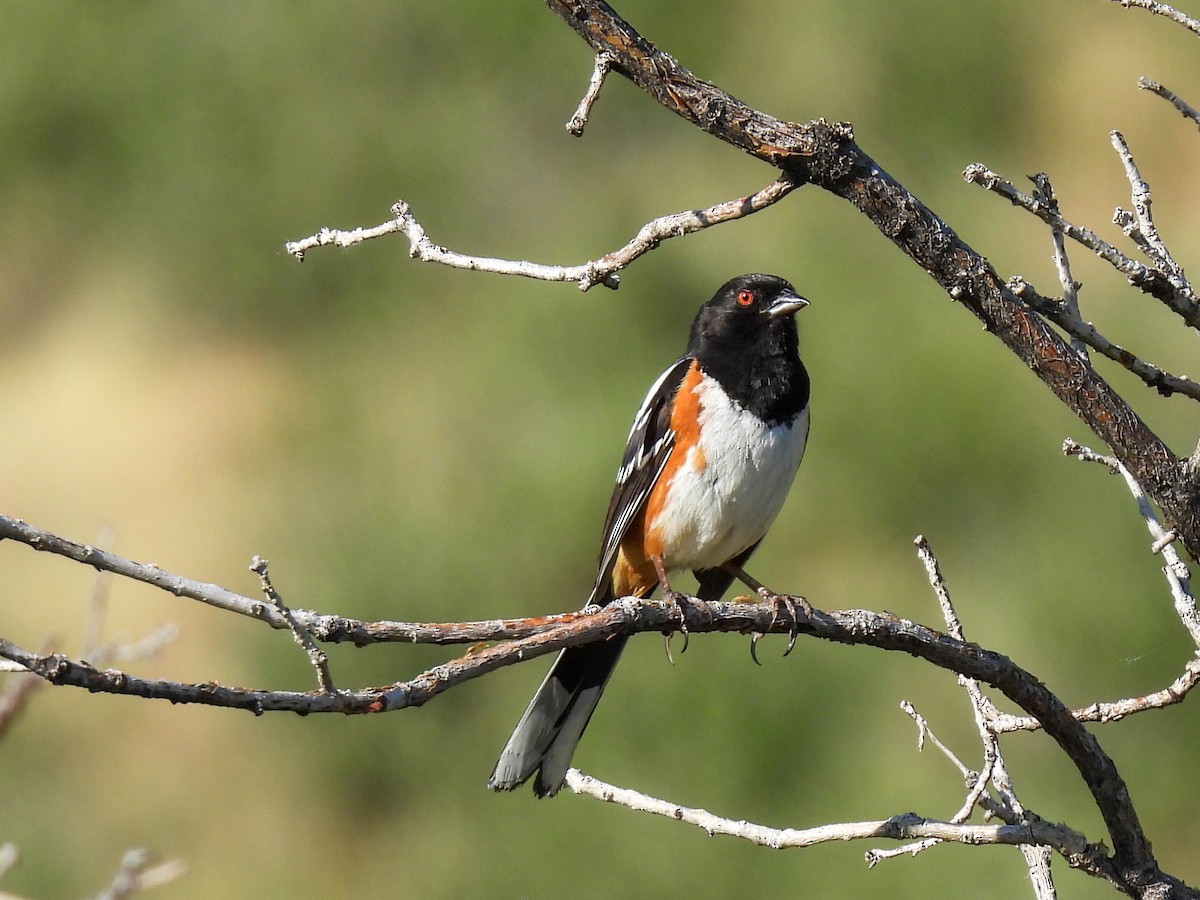 Spotted Towhee - ML620233553