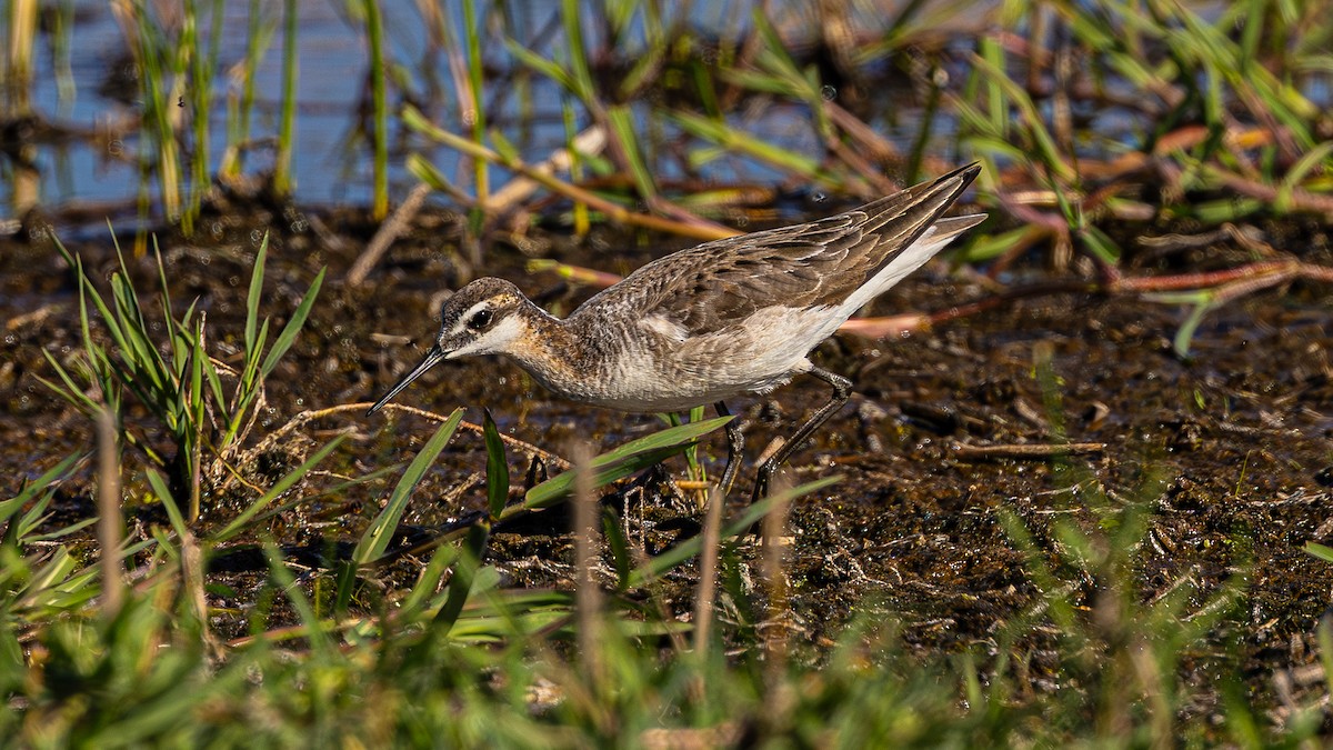 hvithalesvømmesnipe - ML620233560