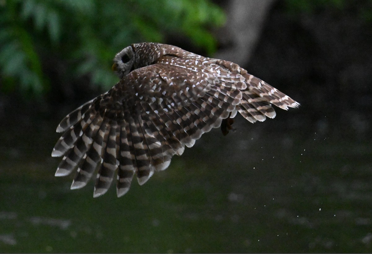 Barred Owl - ML620233563