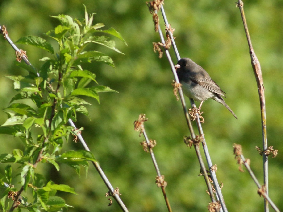 Junco ardoisé - ML620233564