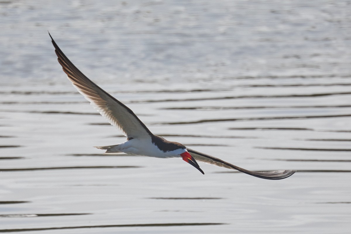 Black Skimmer - ML620233565