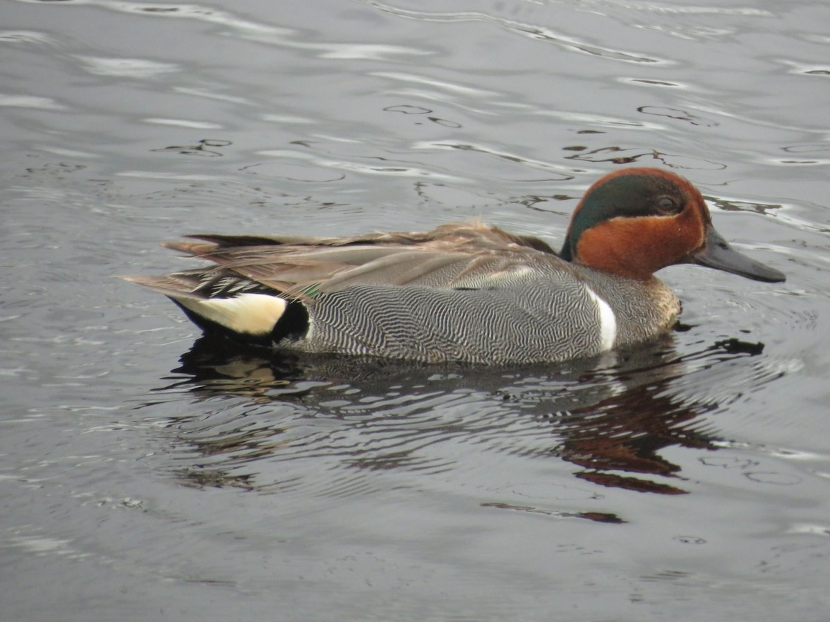 Green-winged Teal - ML620233569