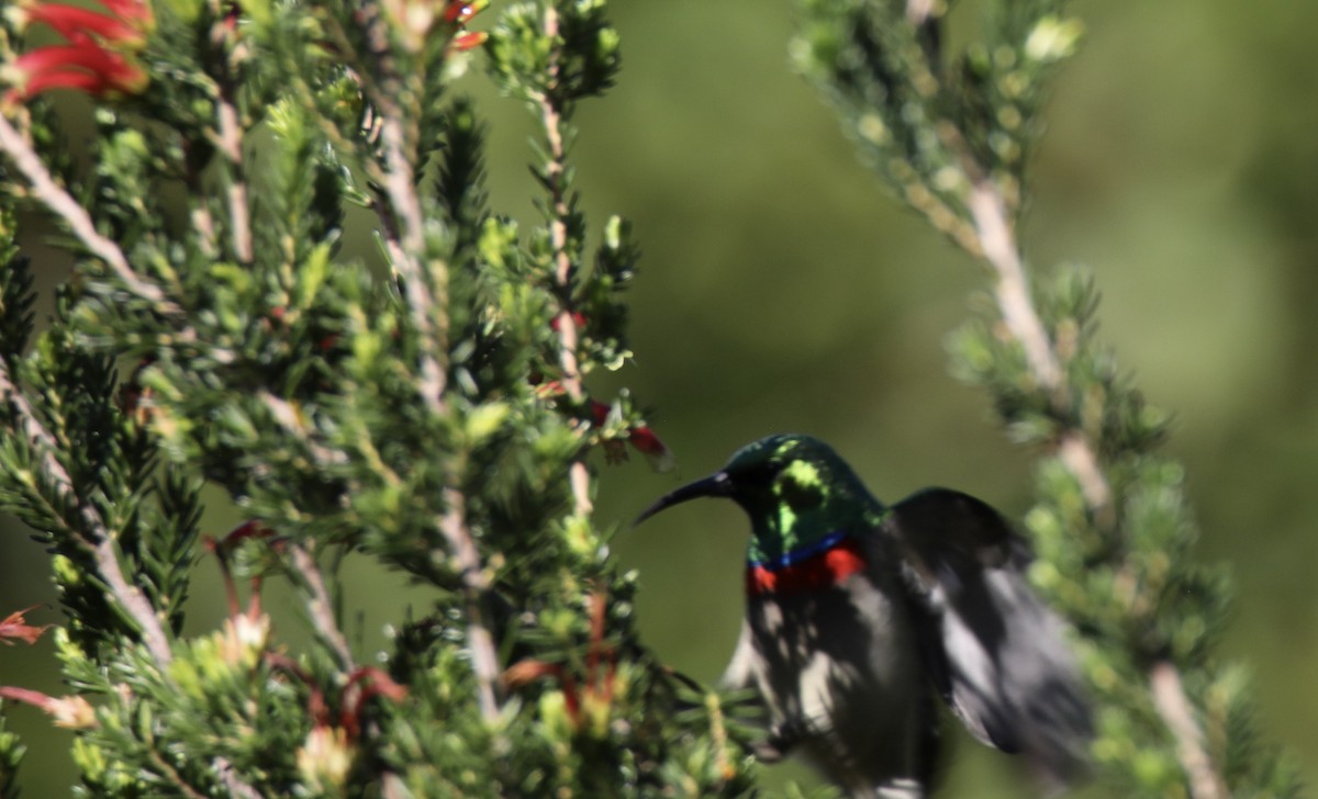 Southern Double-collared Sunbird - ML620233572