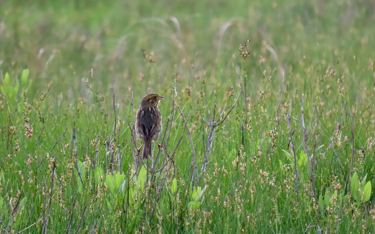 Saltmarsh Sparrow - ML620233575