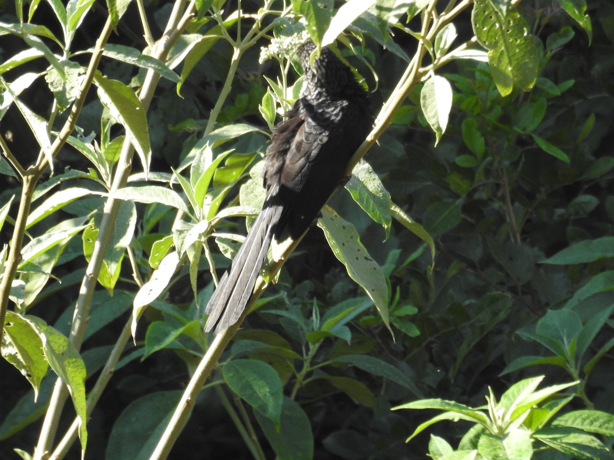 Smooth-billed Ani - ML620233581