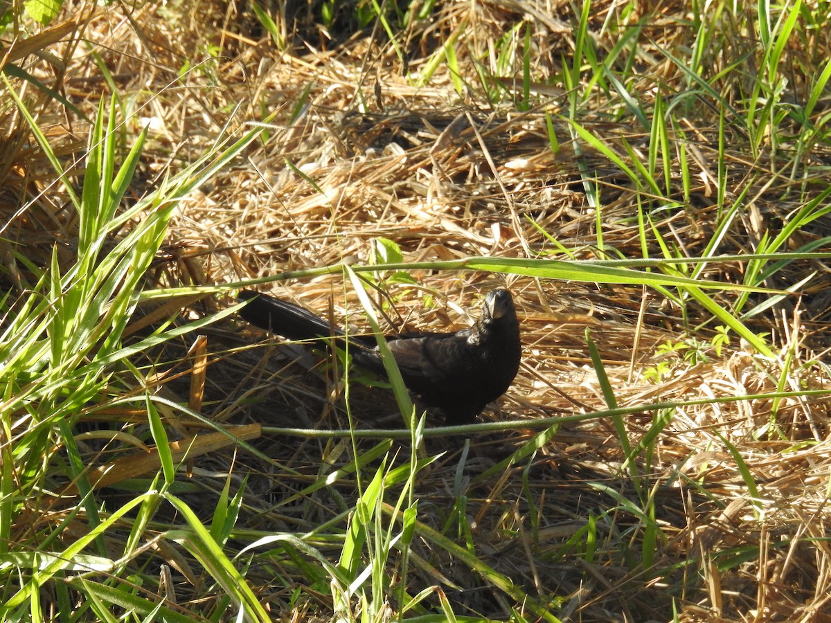 Smooth-billed Ani - ML620233582