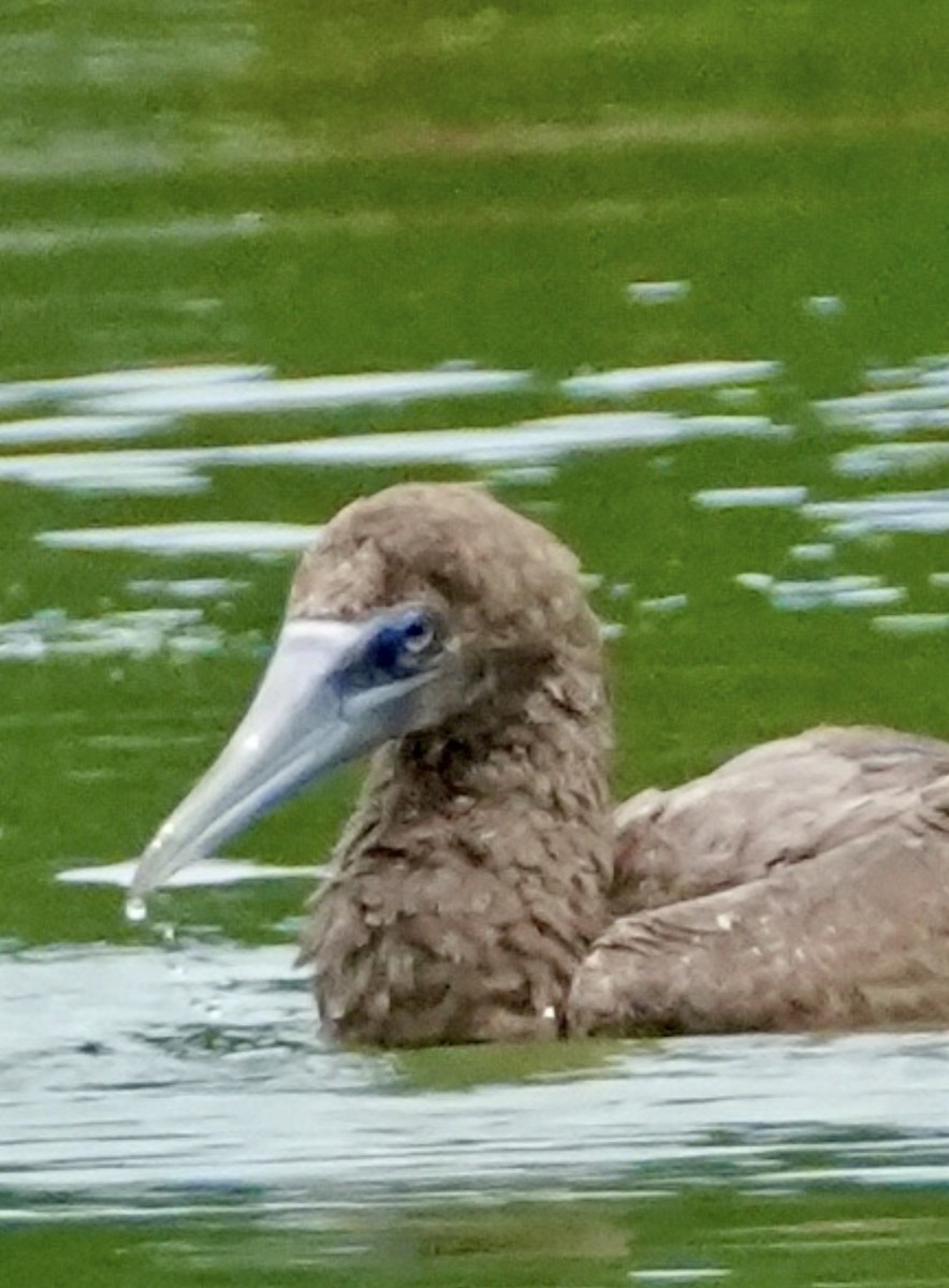 Brown Booby - ML620233584