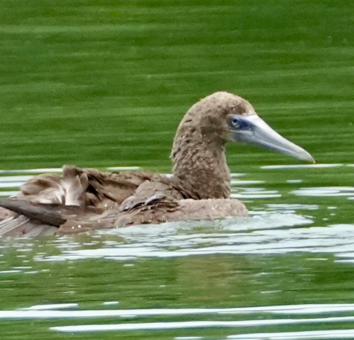 Brown Booby - ML620233587