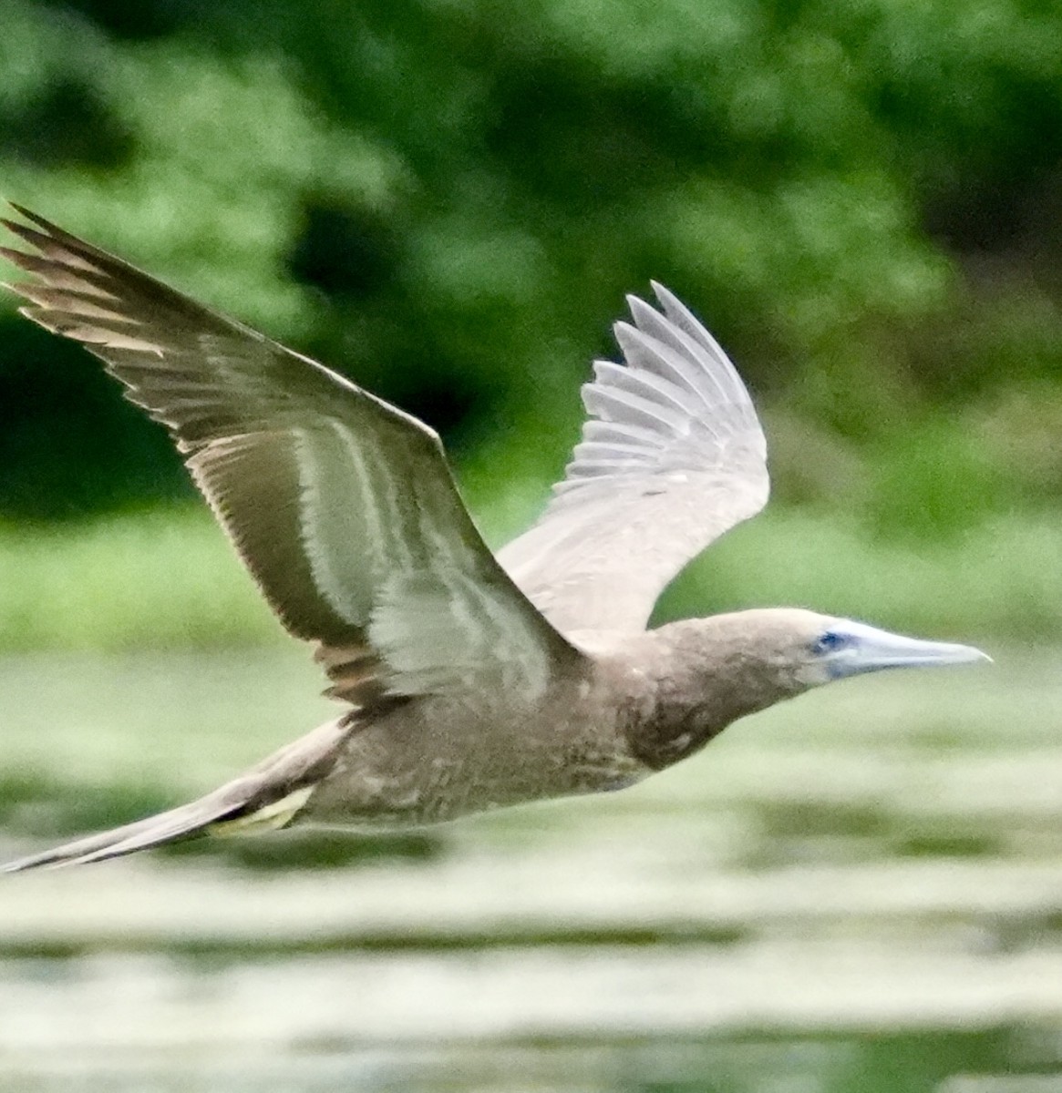 Brown Booby - ML620233588