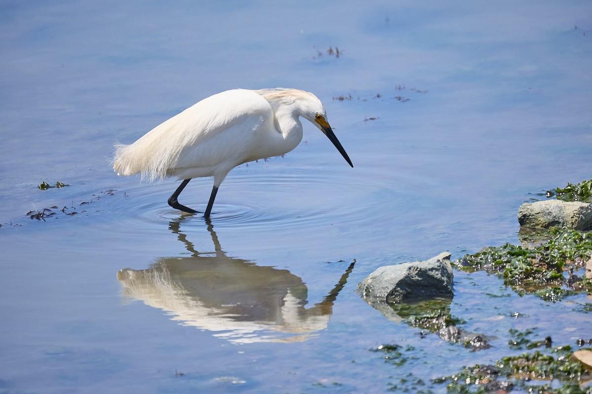 Snowy Egret - ML620233595