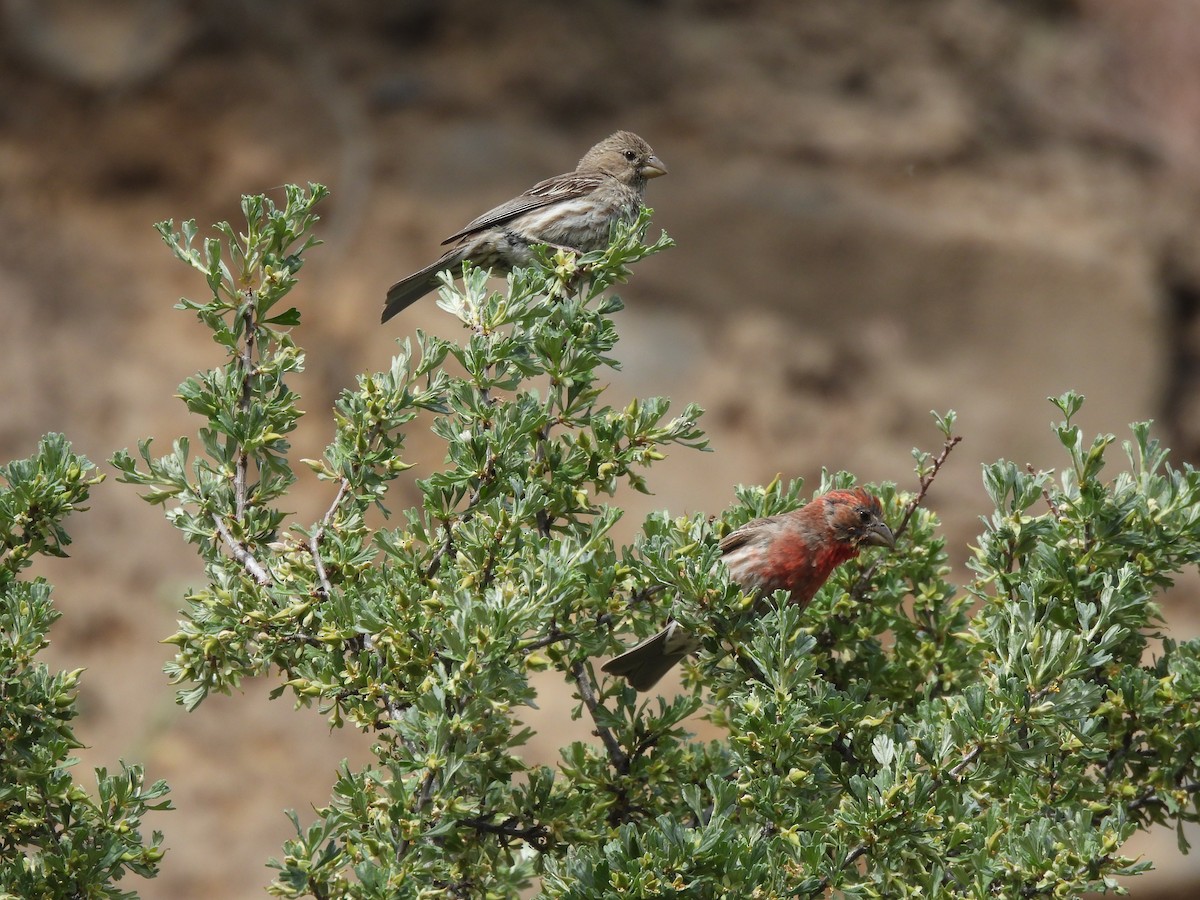 House Finch - ML620233596