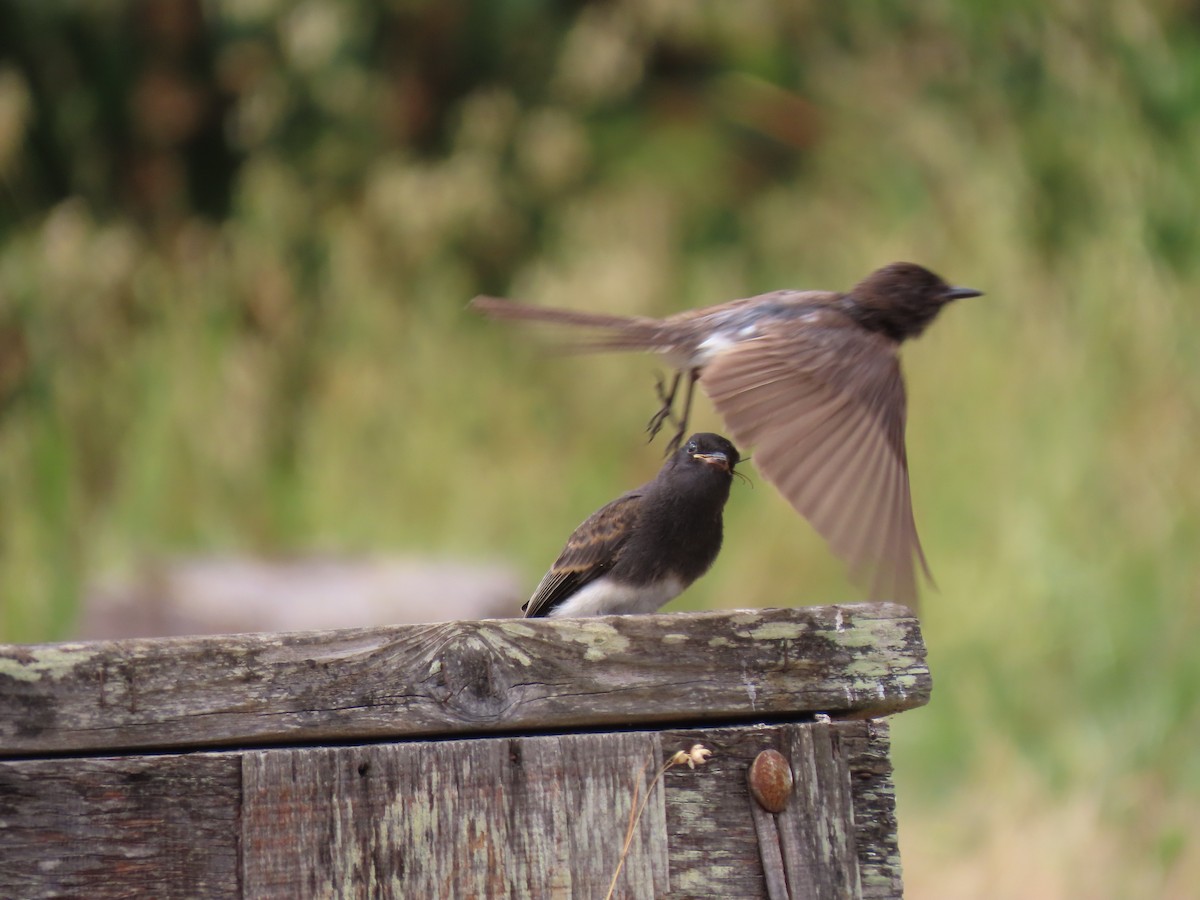 Black Phoebe - ML620233600