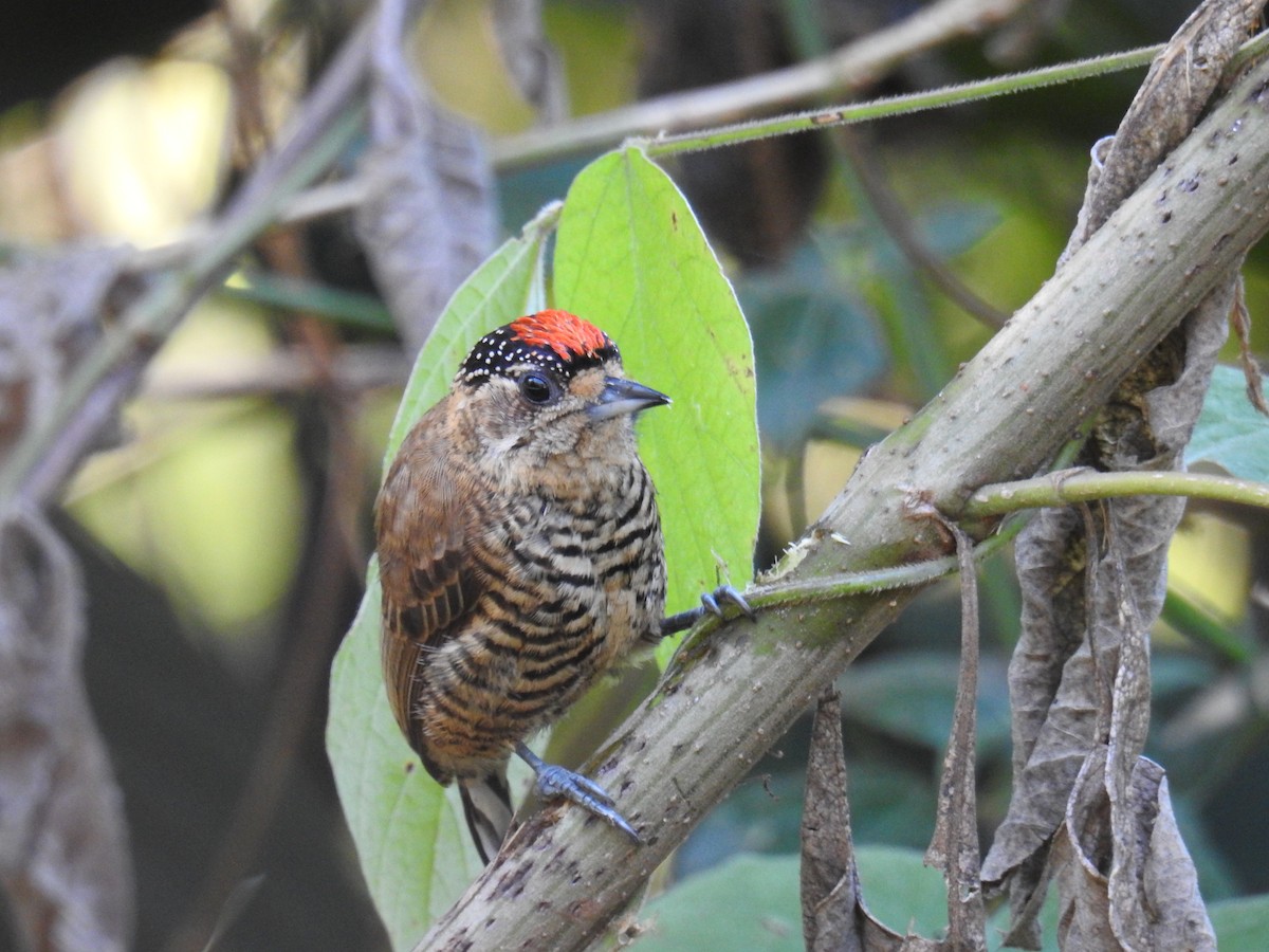 White-barred Piculet - ML620233614