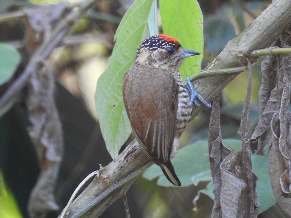 White-barred Piculet - ML620233615