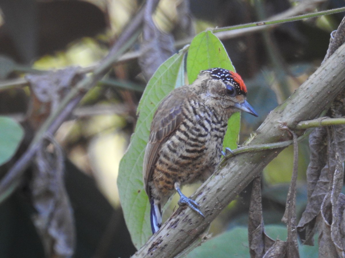 White-barred Piculet - ML620233616