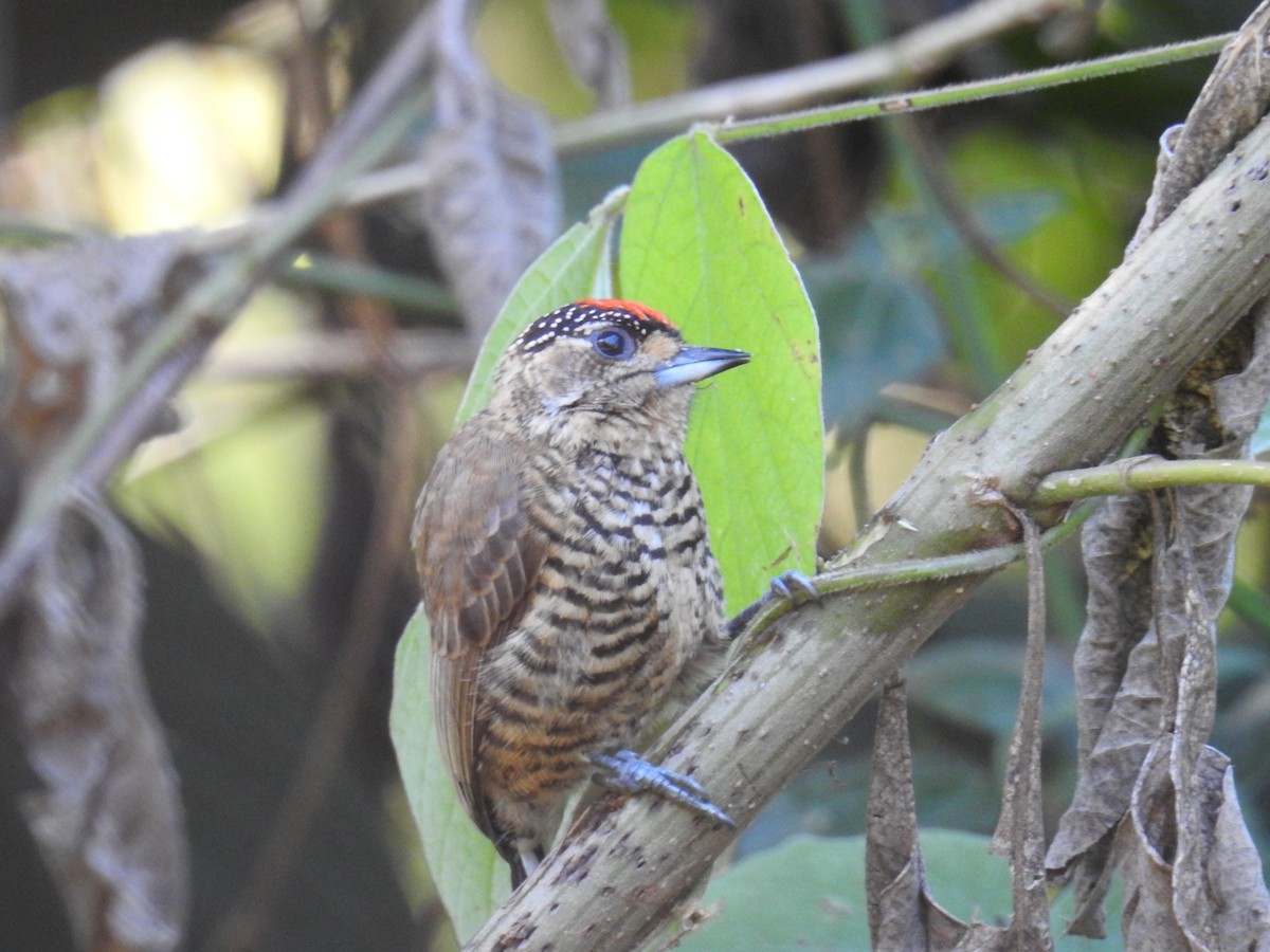 White-barred Piculet - ML620233617