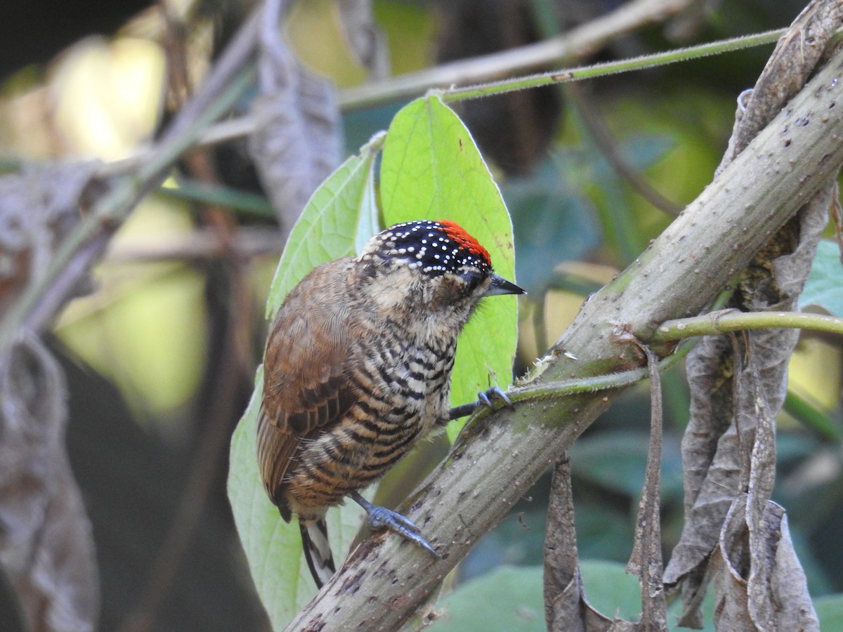 White-barred Piculet - ML620233618