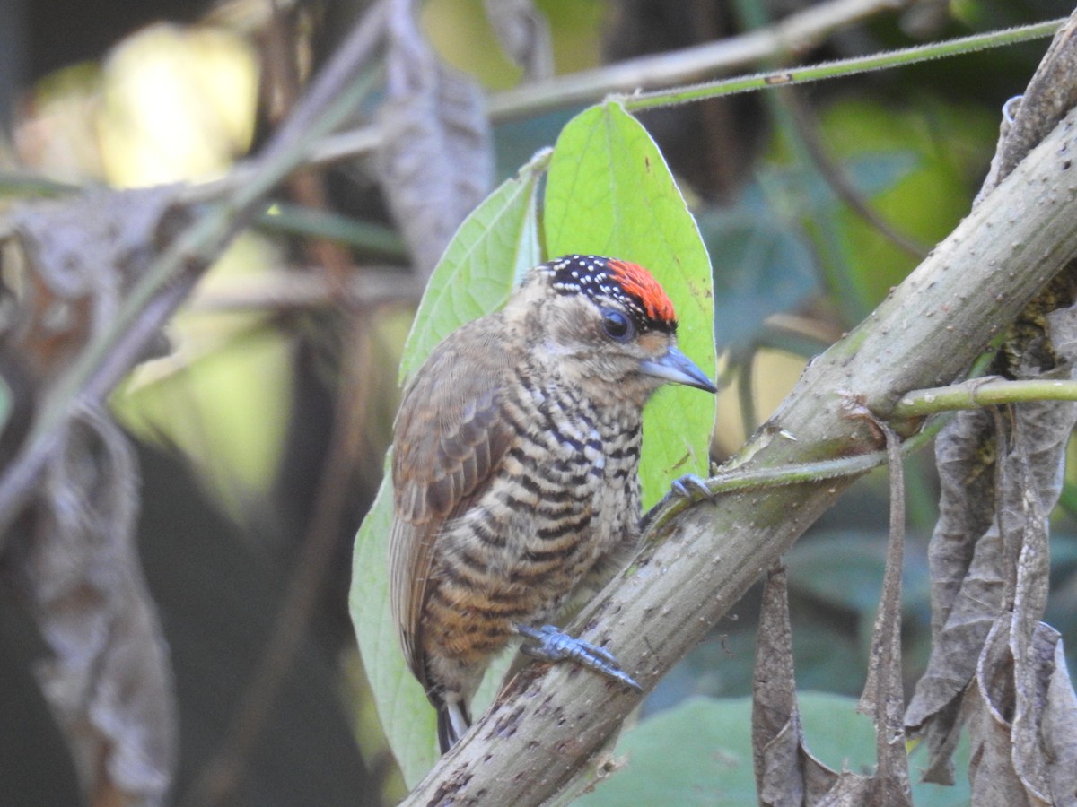 White-barred Piculet - ML620233620
