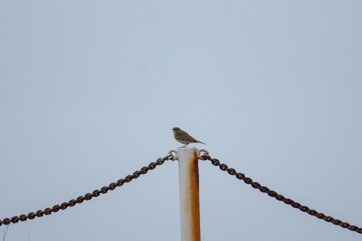 Meadow Pipit - Edward Bell