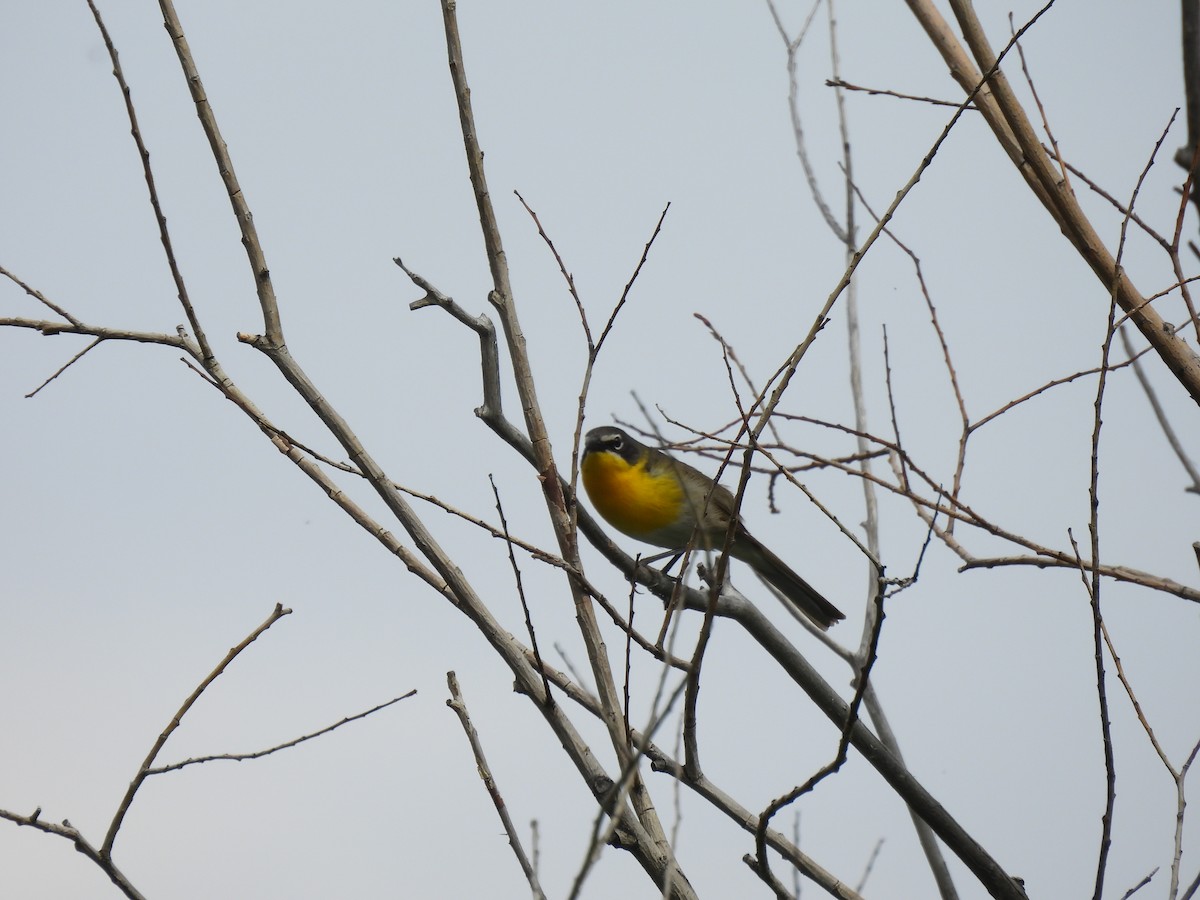 Yellow-breasted Chat - ML620233625