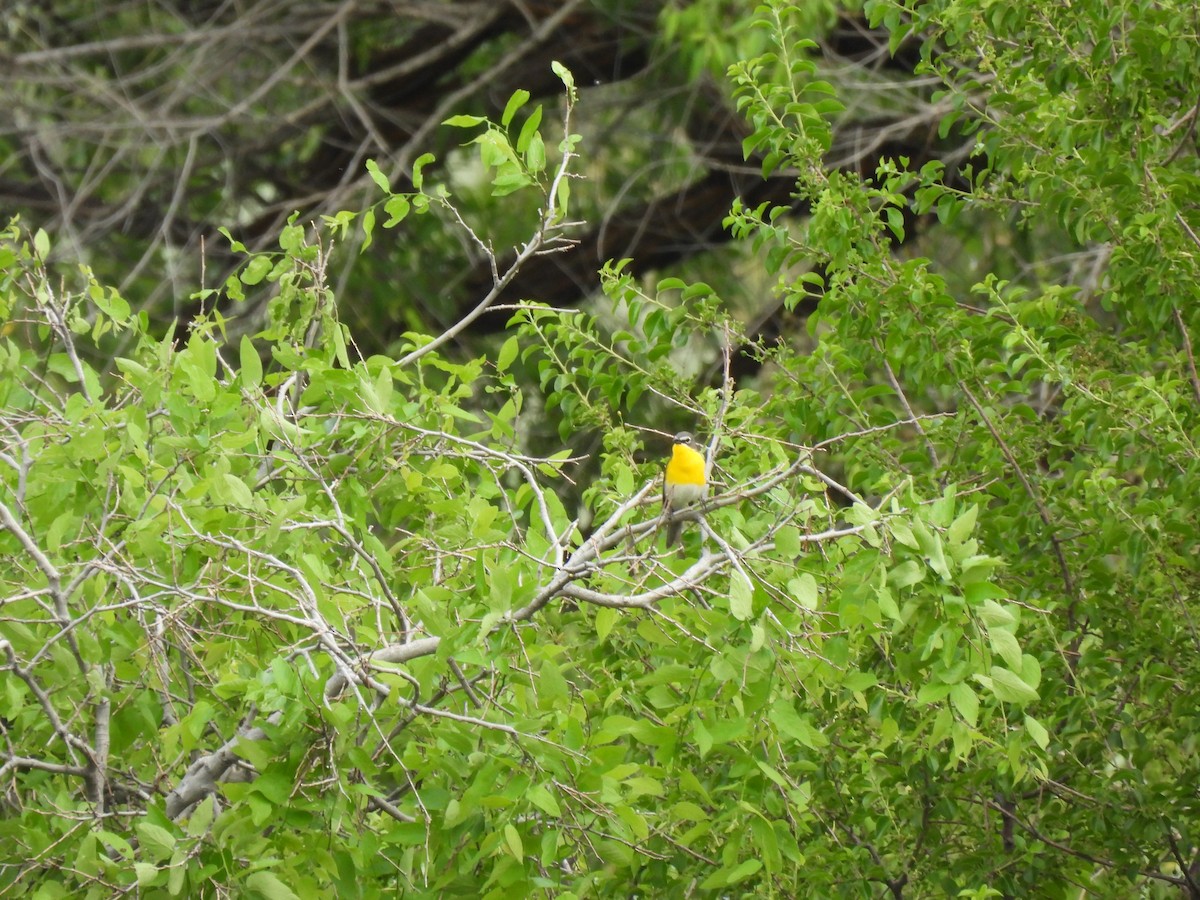 Yellow-breasted Chat - ML620233626