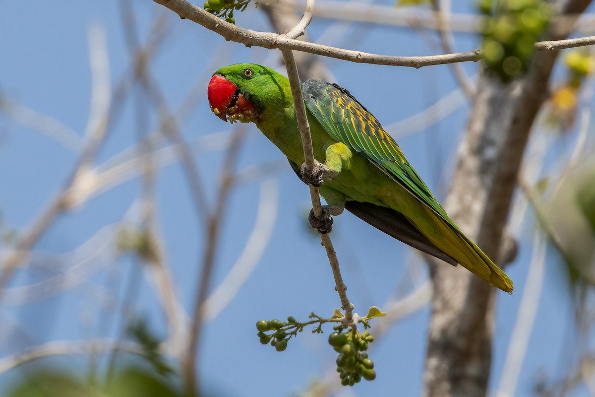 Great-billed Parrot - ML620233627