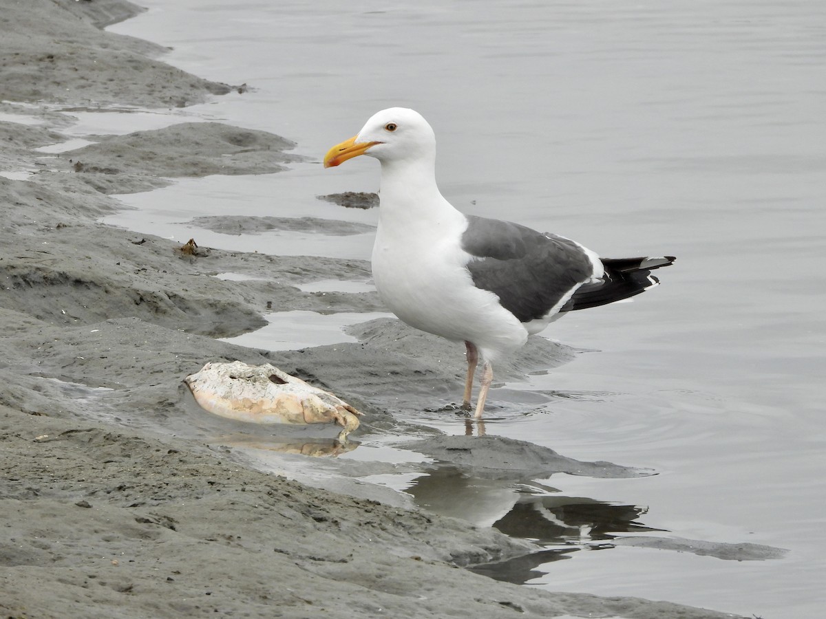 Goéland d'Audubon - ML620233651