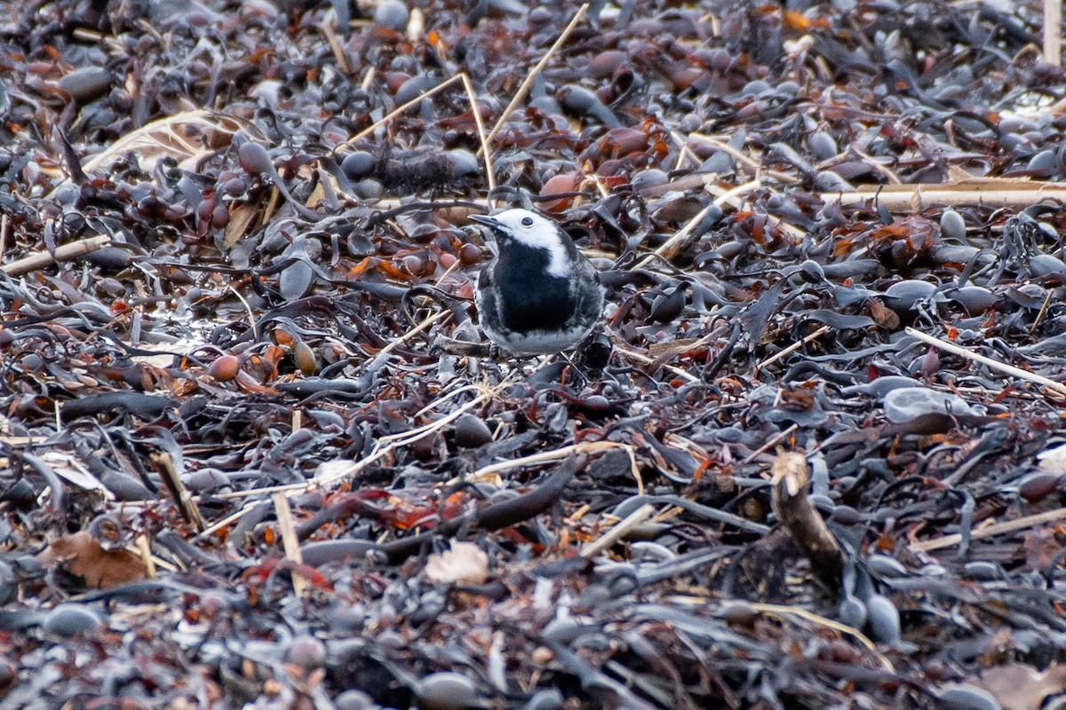 White Wagtail - ML620233655