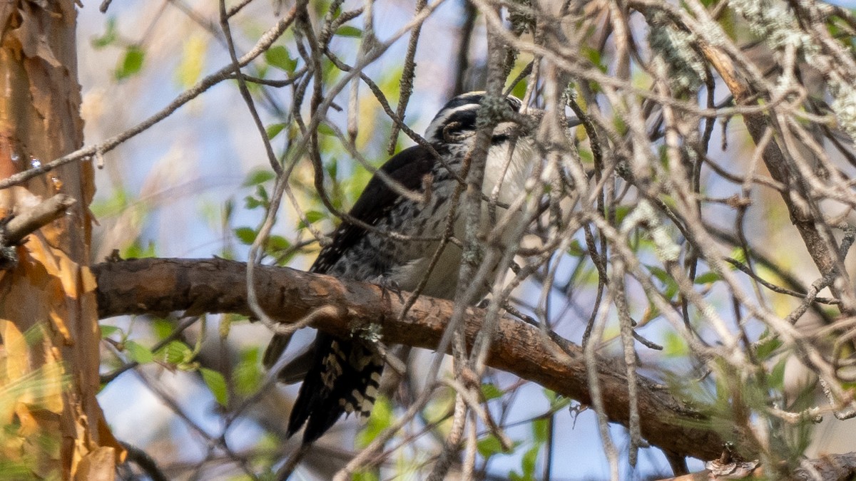 Eurasian Three-toed Woodpecker (Eurasian) - ML620233658