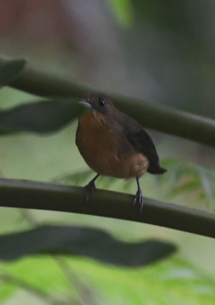 Black-goggled Tanager - ML620233659
