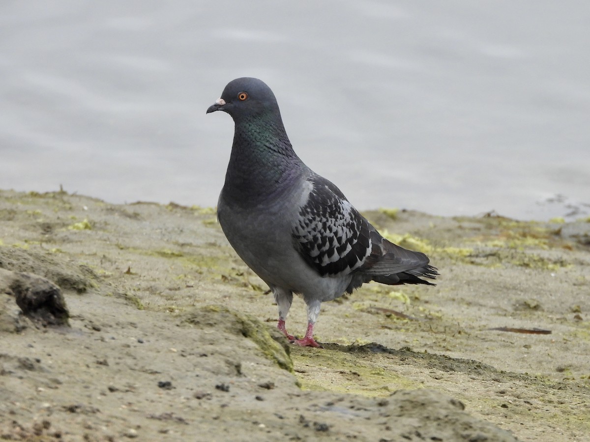 Rock Pigeon (Feral Pigeon) - ML620233668