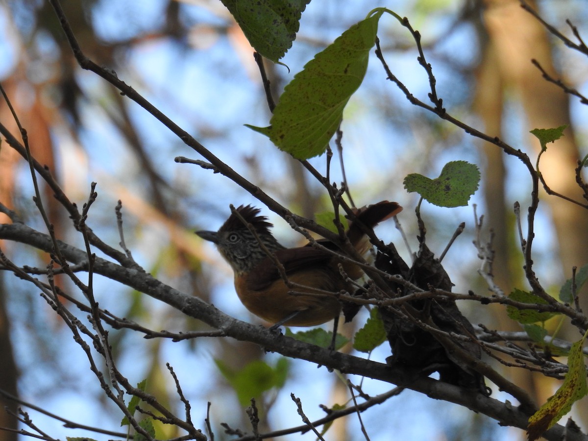 Barred Antshrike - ML620233673