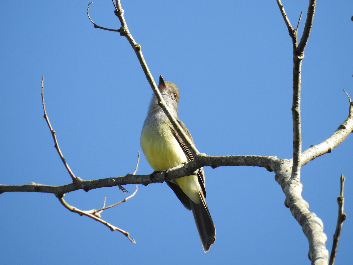 Short-crested Flycatcher - ML620233683