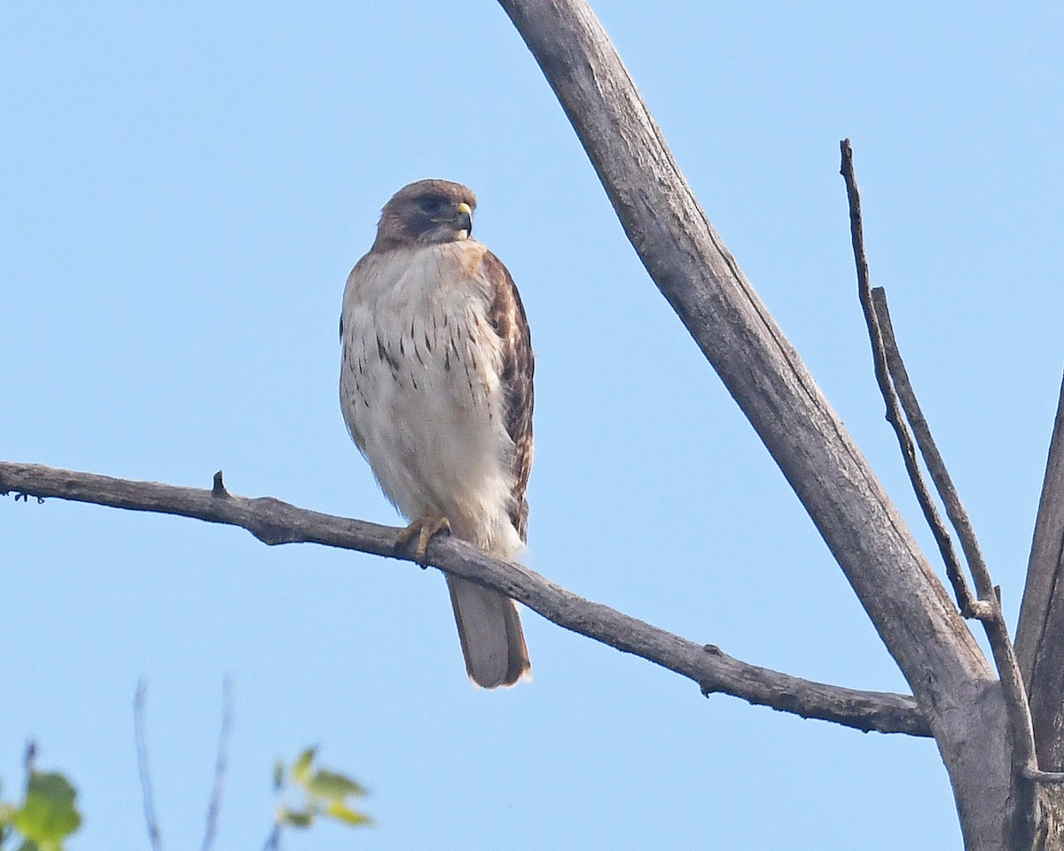 Red-tailed Hawk - ML620233687