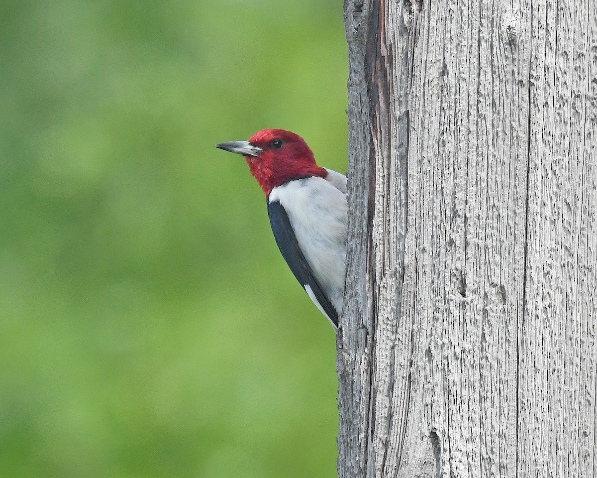 Red-headed Woodpecker - ML620233705