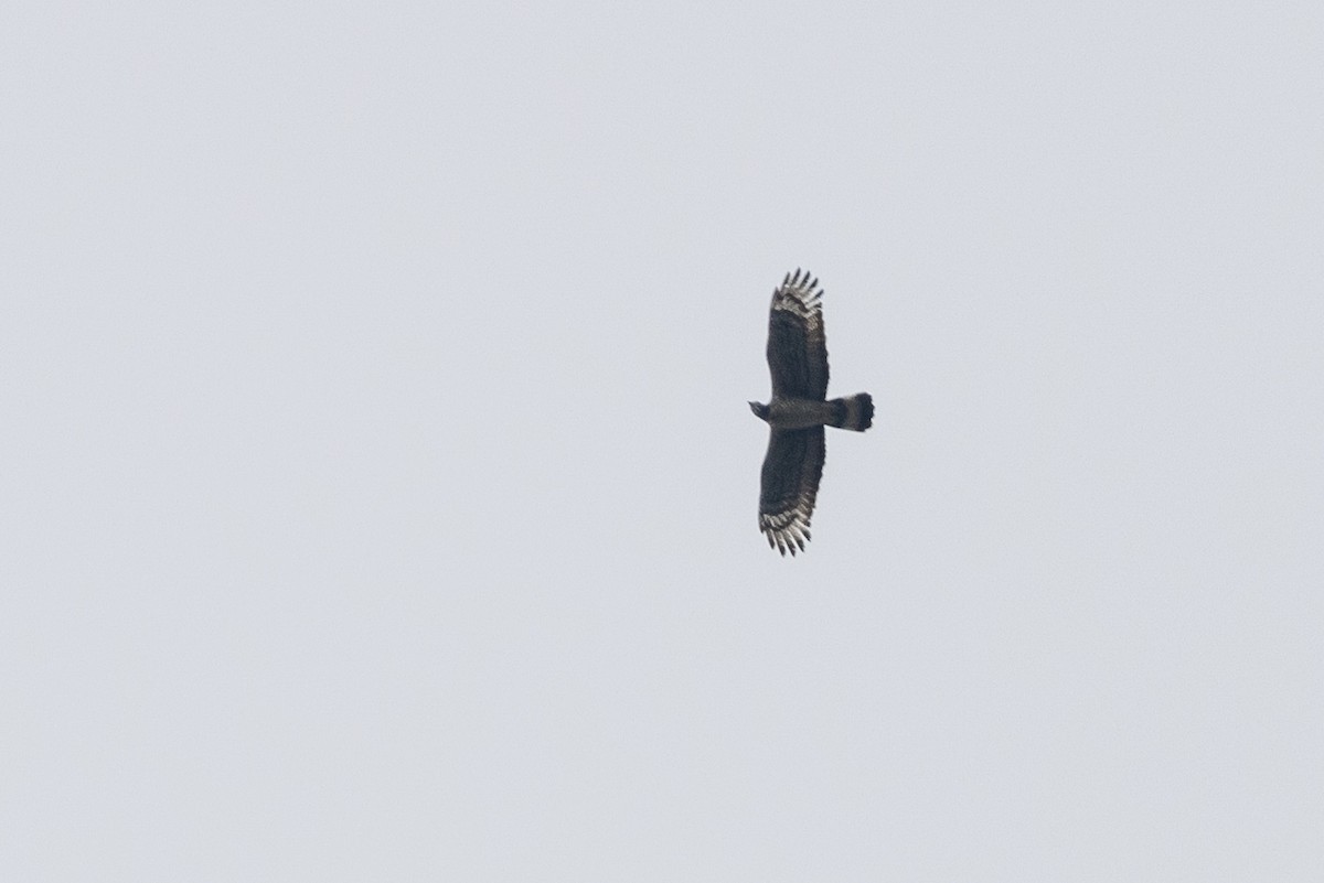 Oriental Honey-buzzard (Northern) - ML620233708